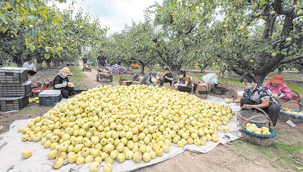 砀山50万亩酥梨喜获丰收